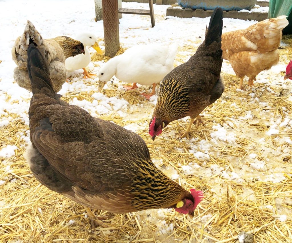 ducks vs chickens for the homestead