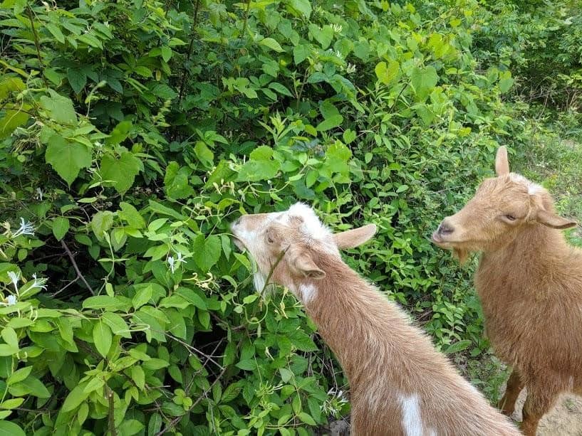 Honeysuckle and goats... goats love it!