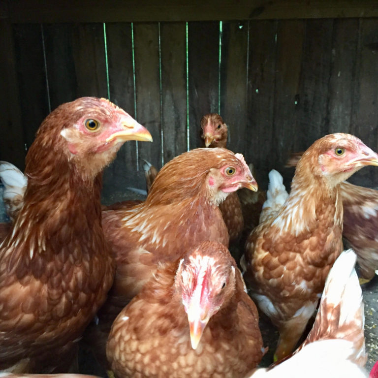 chickens for self-reliance