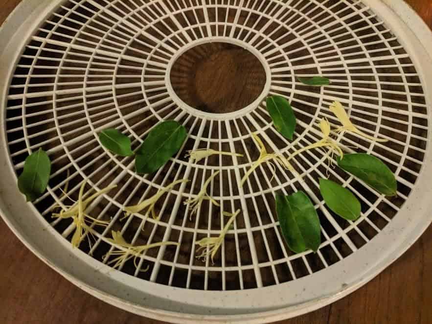 drying honeysuckle