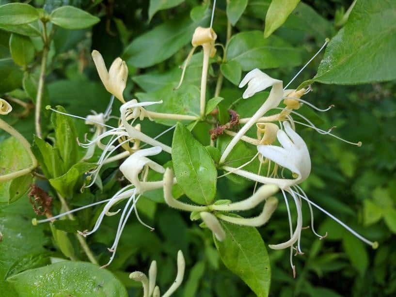 honeysuckle health benefits joint pain