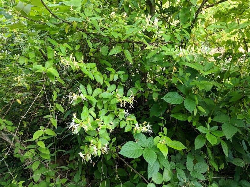 honeysuckle health benefits