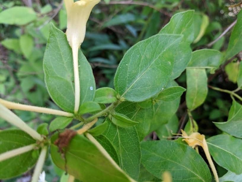 honeysuckle stem health benefits