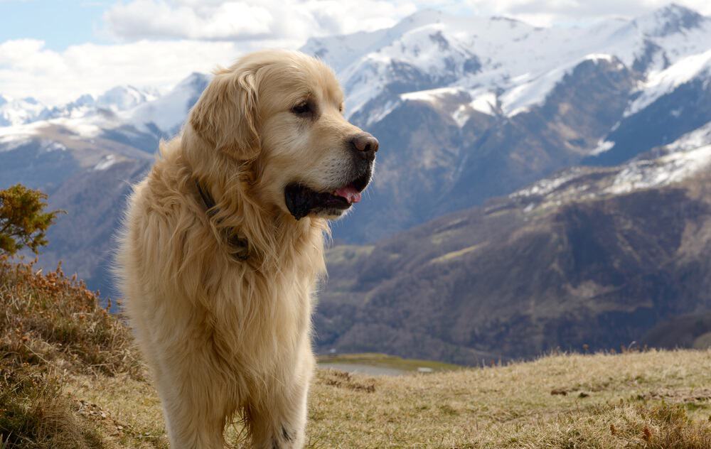 Pyrenean Mountain Dog