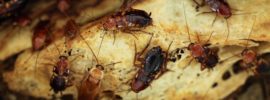 HOW TO KILL Cockroaches