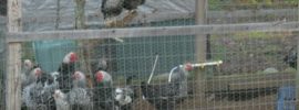 chickens on the homestead property