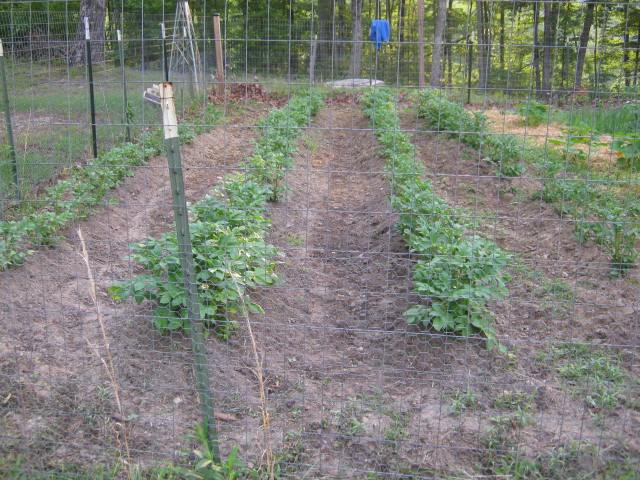 gardening on the homestead