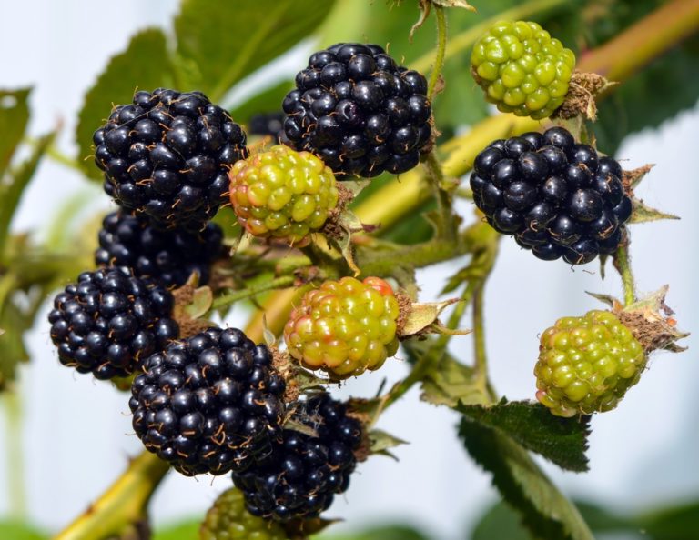 wild plants to eat