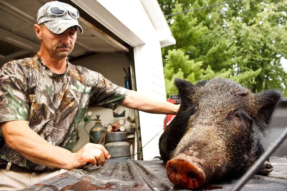 Camouflage for hunting wild bore