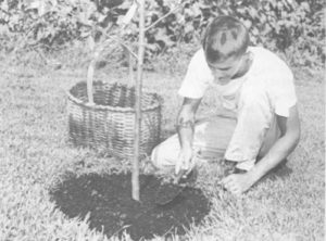 How to Make Trees Grow Faster [and healthier] M.D. Creekmore M.D. CREEKMORE