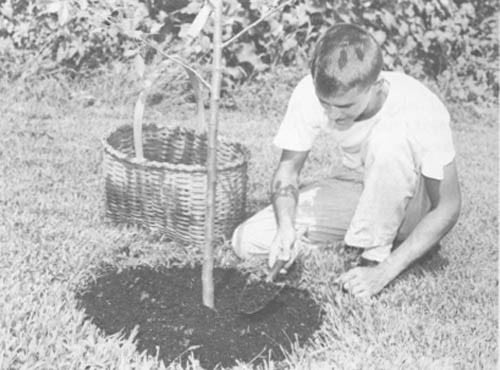 how-to-grow-trees-fast