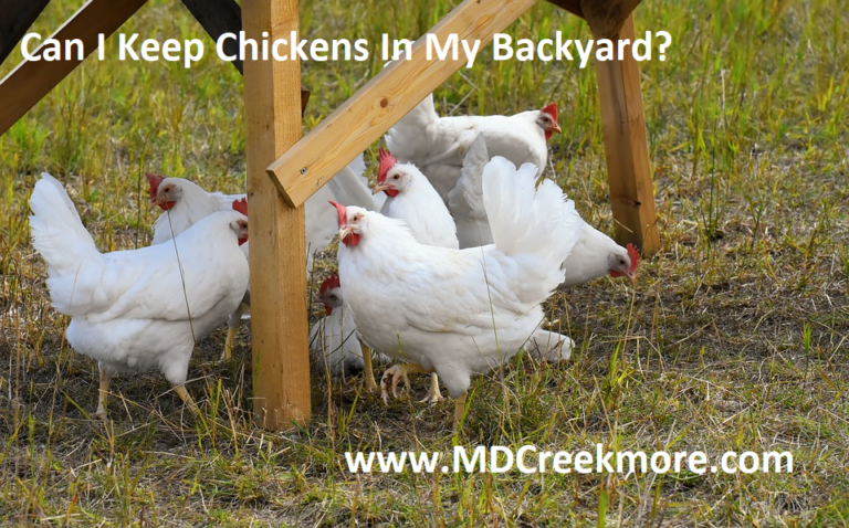 Can I Keep Chickens In My Backyard