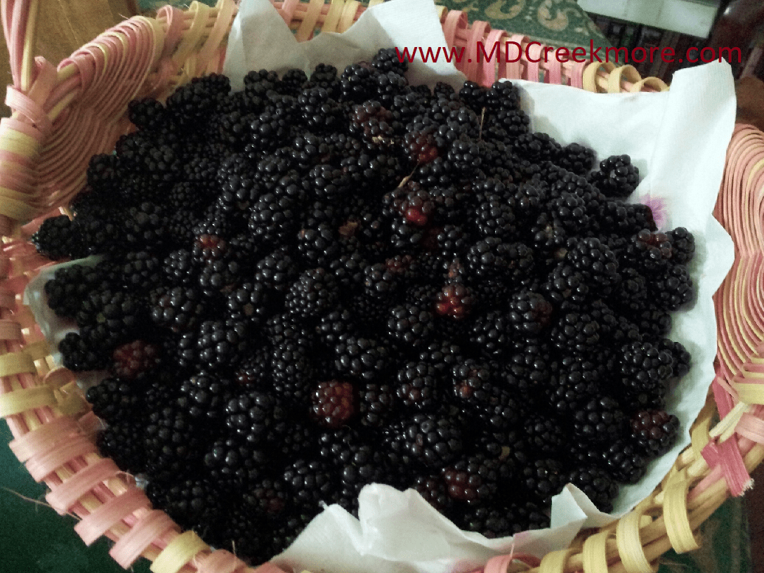 Wild Blackberries