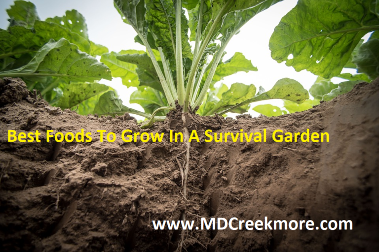 best foods to grow for survival