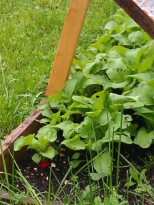 cold-frame-cold-weather-gardening-tips