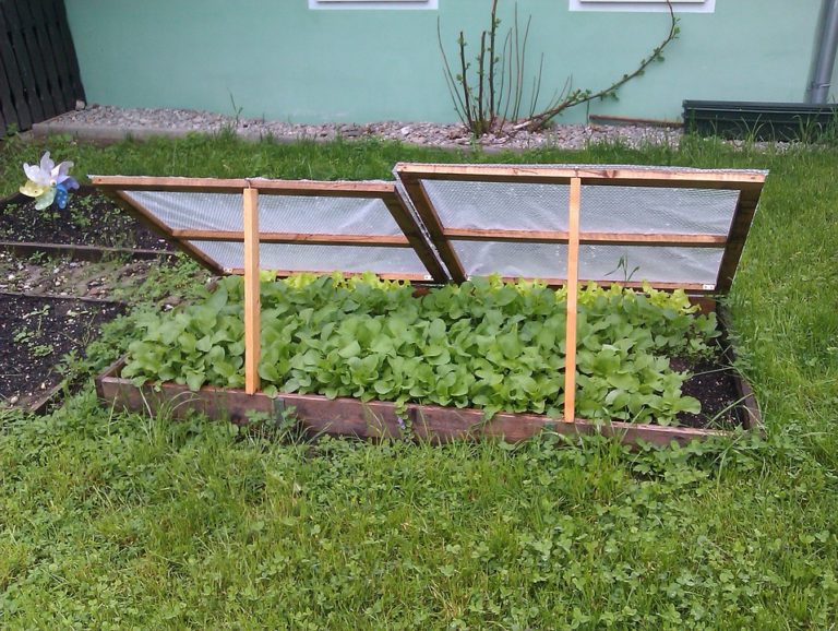 cold-frame-cold-weather-gardening-tips