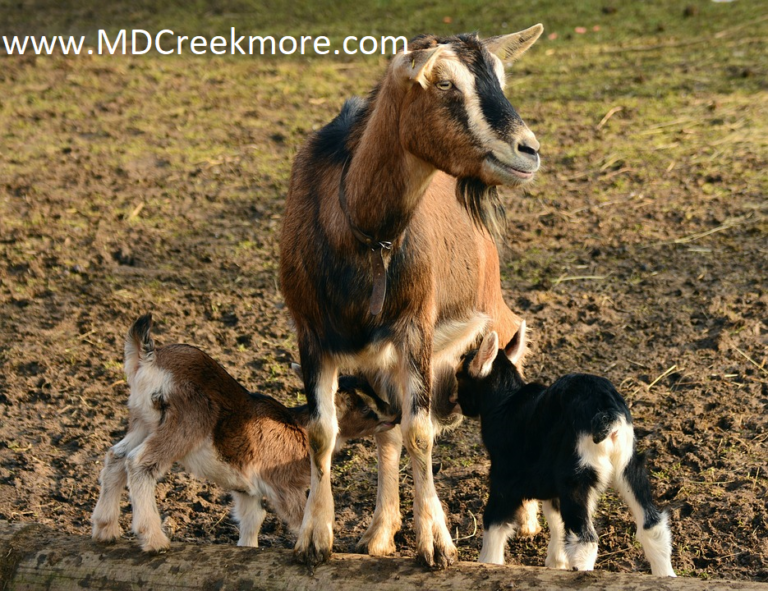 goats-small-homestead
