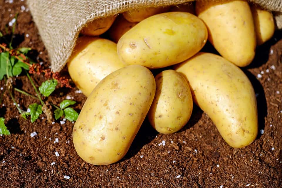 potatoes on a small farm