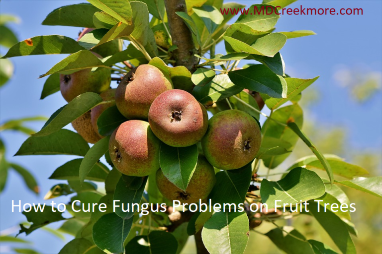 How to Cure Fungus Problems on Fruit Trees