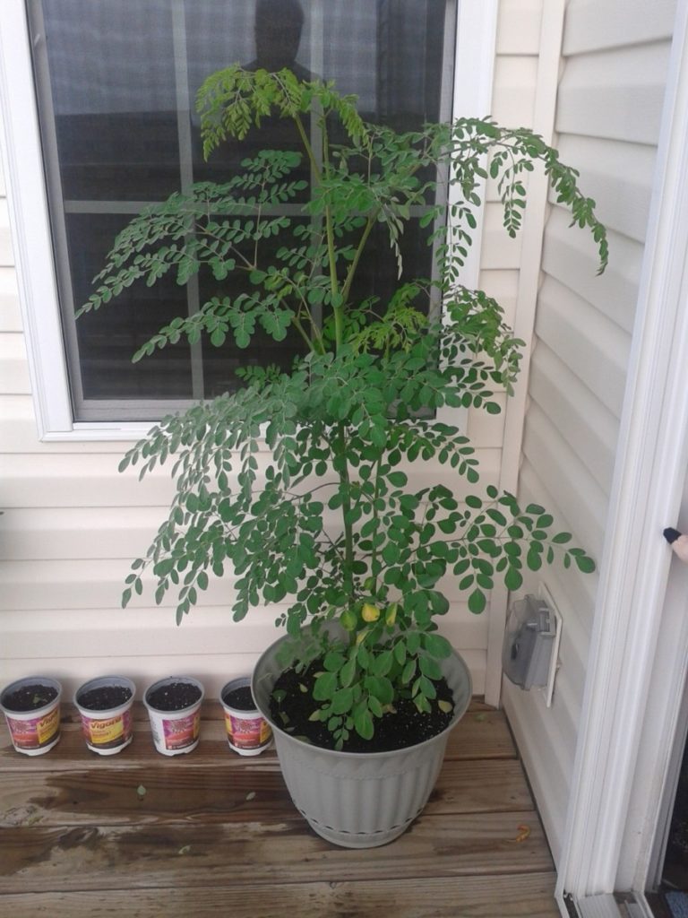 How to Grow a Moringa Tree