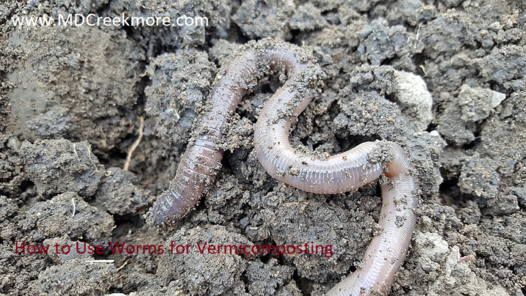 How to Use Worms for Vermicomposting