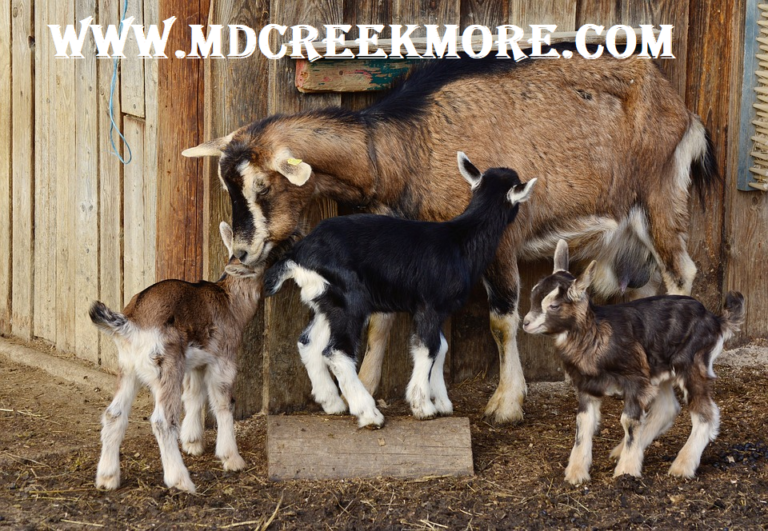 Raising goats guide