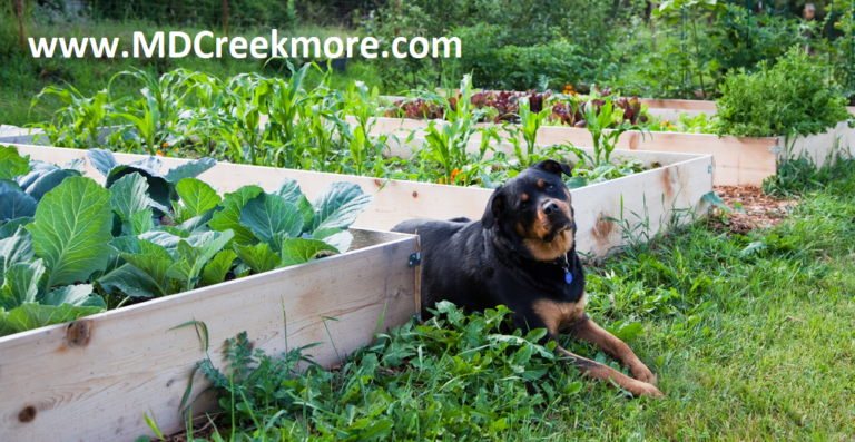 vegetable garden ideas for small spaces