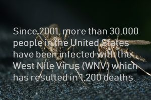 West Nile virus deaths illustration