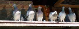 Raising Pigeons for Meat