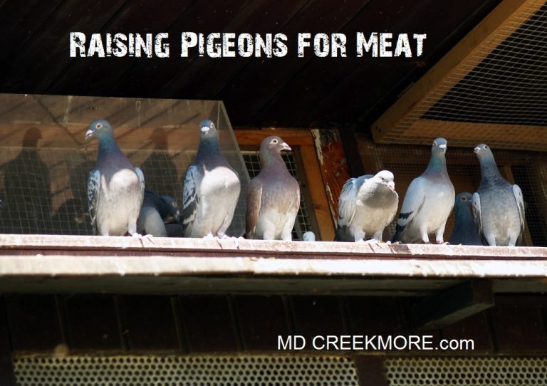 Raising Pigeons for Meat