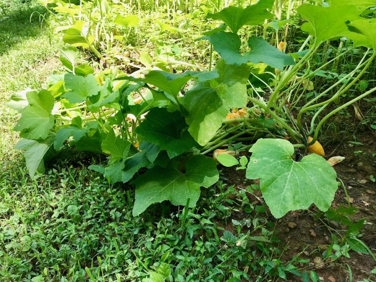 squash