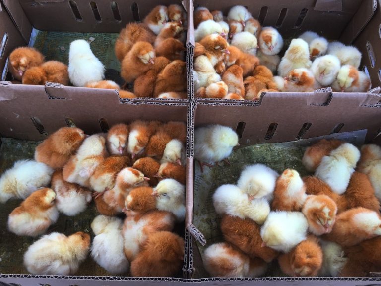 raising baby chickens