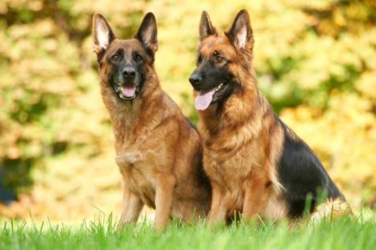 German Shepherd Dog